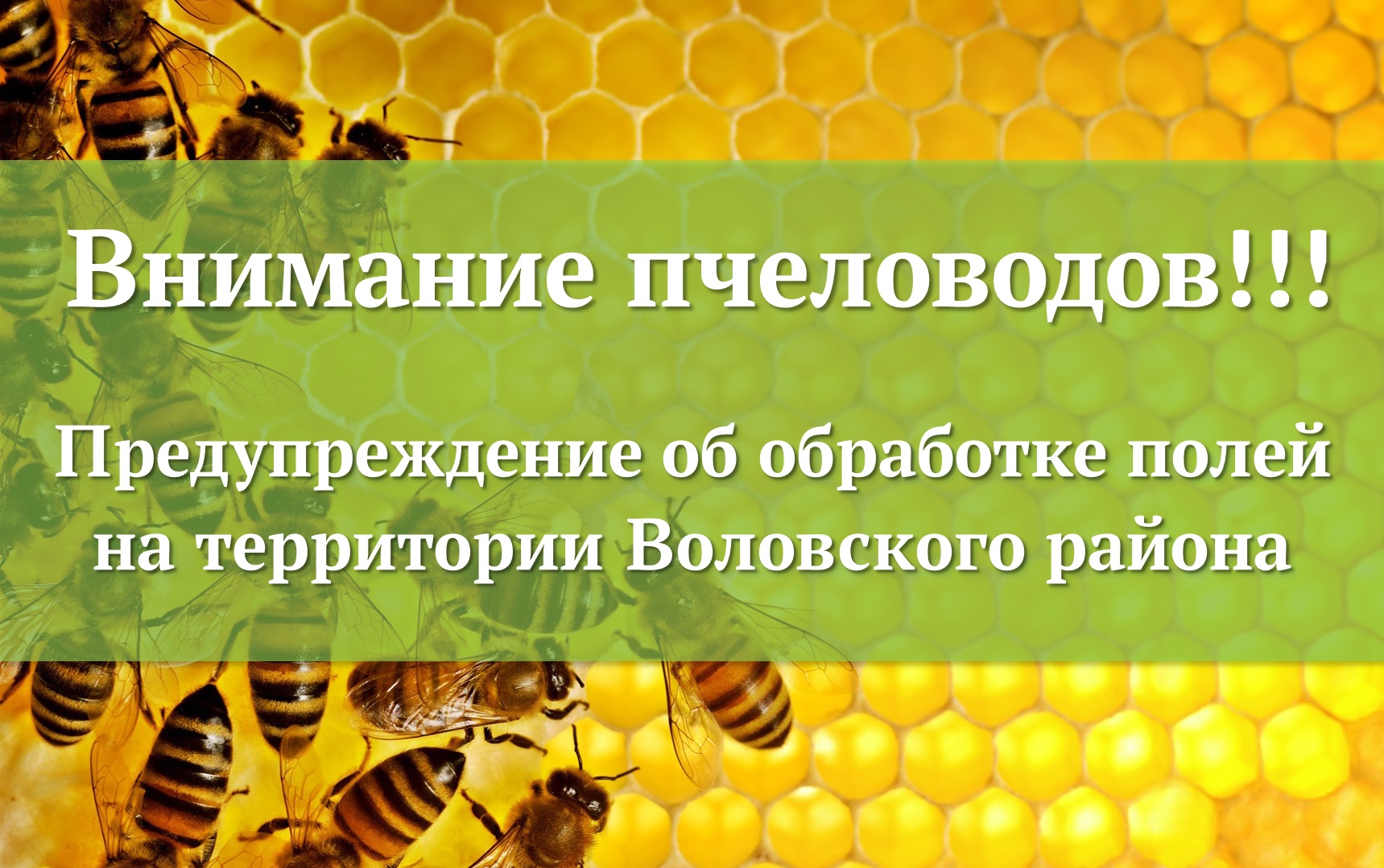 Внимание пчеловодов! Предупреждение о химической обработке производственных полей с 19 по 30 августа 2024 года.